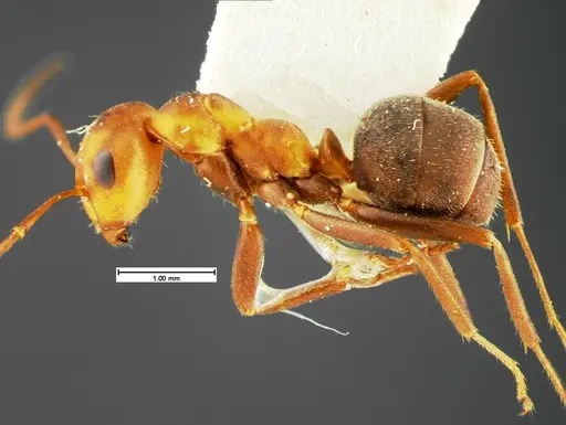 Formica comata - CASENT0105593