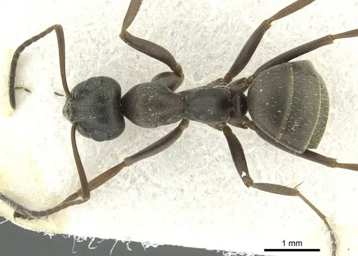 Formica corsica specimen