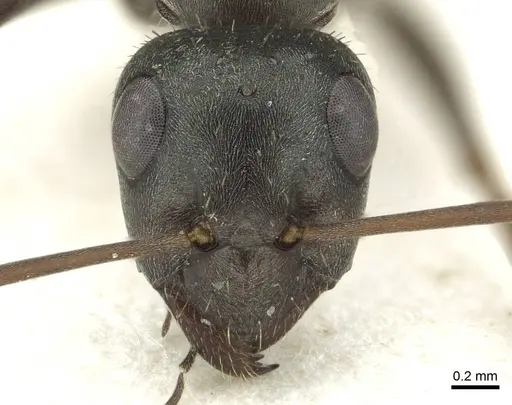 Formica corsica specimen