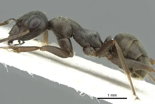 Formica corsica specimen