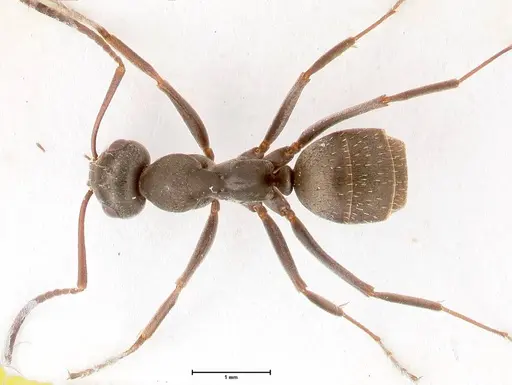 Formica corsica - FOCOL0759