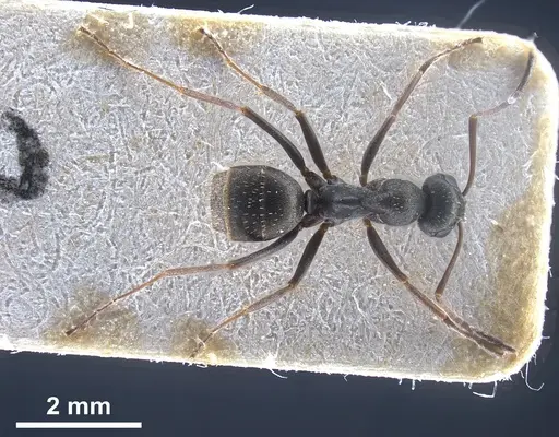 Formica corsica - FOCOL0759