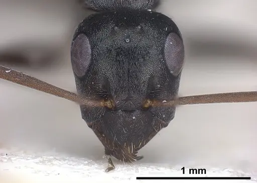 Formica corsica - FOCOL0759