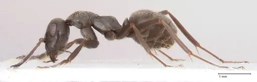 Formica corsica - FOCOL0759