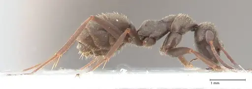 Formica corsica - FOCOL0759