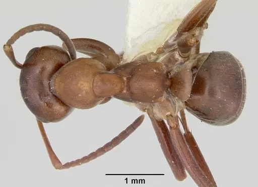Formica creightoni specimen