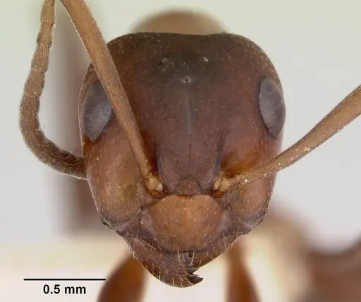 Formica creightoni specimen