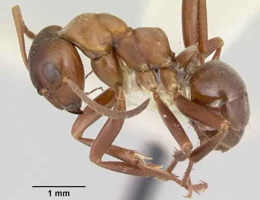 Formica creightoni specimen