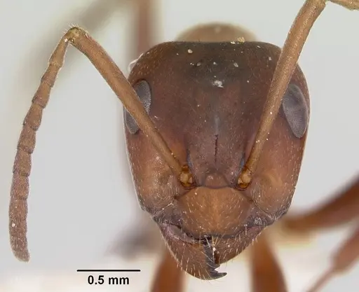 Formica creightoni - CASENT0103450