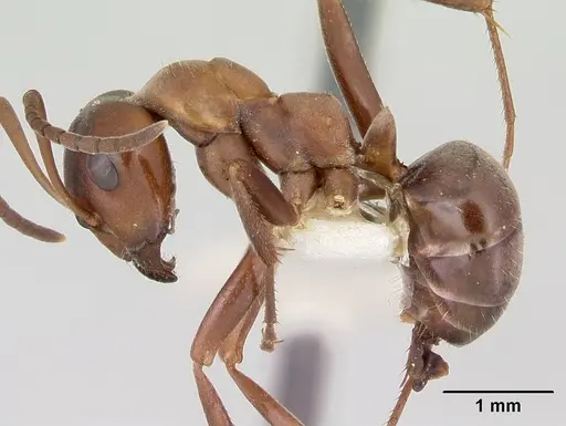 Formica creightoni - CASENT0103450