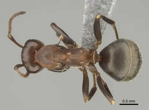 Formica creightoni - CASENT0923371