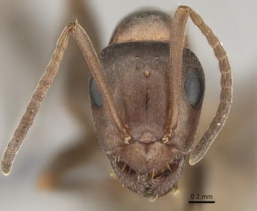 Formica creightoni - CASENT0923371