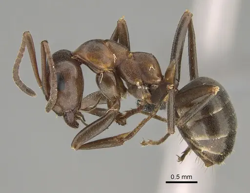 Formica creightoni - CASENT0923371