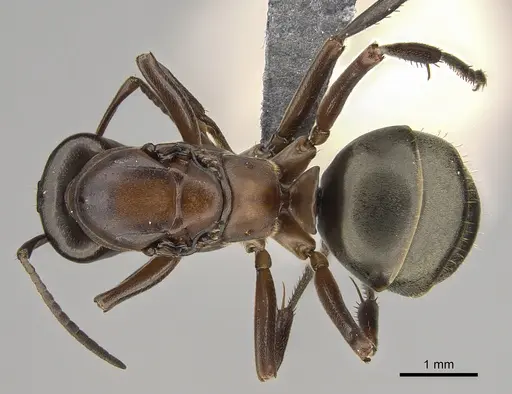 Formica creightoni - CASENT0923372