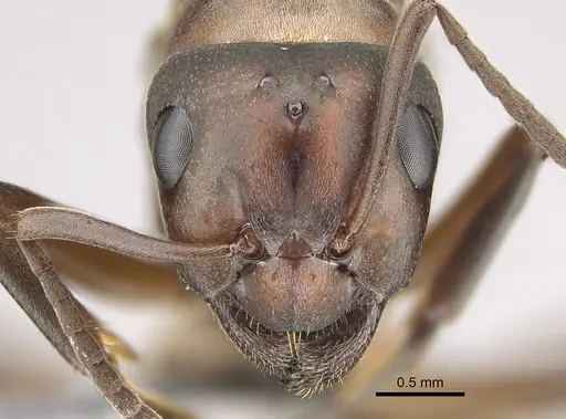 Formica creightoni - CASENT0923372