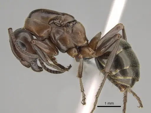 Formica creightoni - CASENT0923372