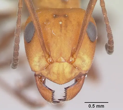 Formica criniventris specimen
