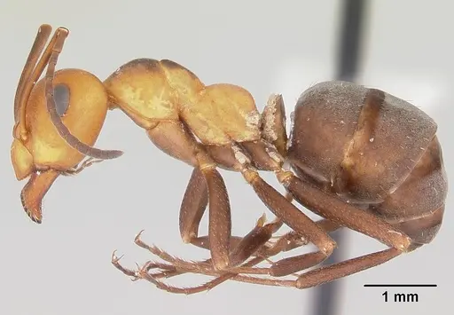 Formica criniventris specimen