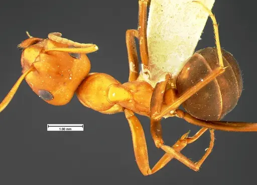 Formica criniventris - CASENT0105594