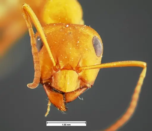 Formica criniventris - CASENT0105594