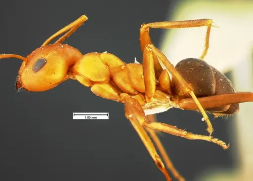 Formica criniventris - CASENT0105594