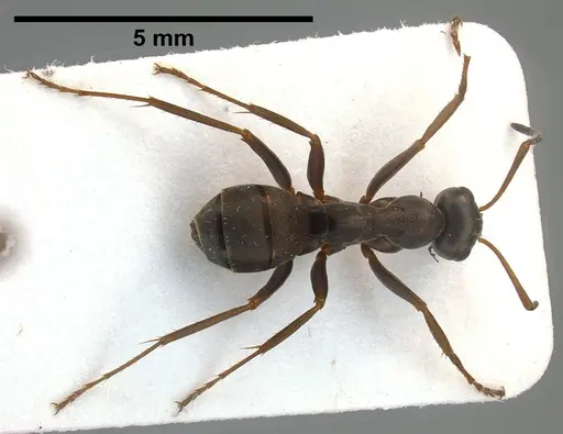 Formica cunicularia specimen