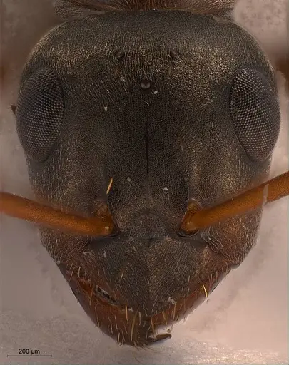 Formica cunicularia specimen