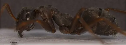 Formica cunicularia - ANTWEB1008392