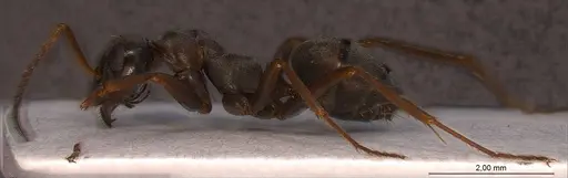 Formica cunicularia - ANTWEB1008392
