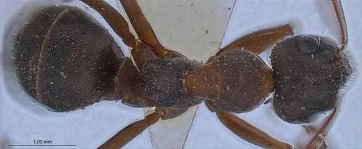 Formica cunicularia - ANTWEB1008397