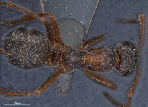 Formica cunicularia - ANTWEB1008397