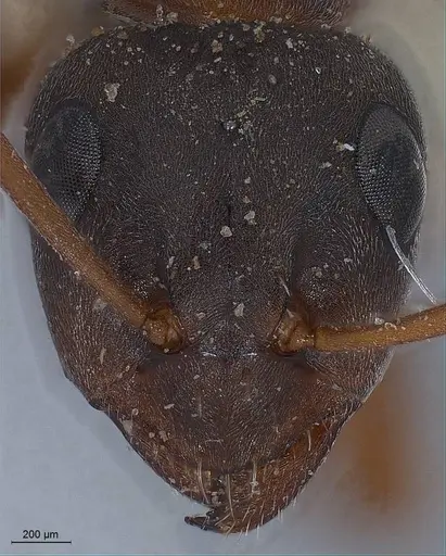 Formica cunicularia - ANTWEB1008397