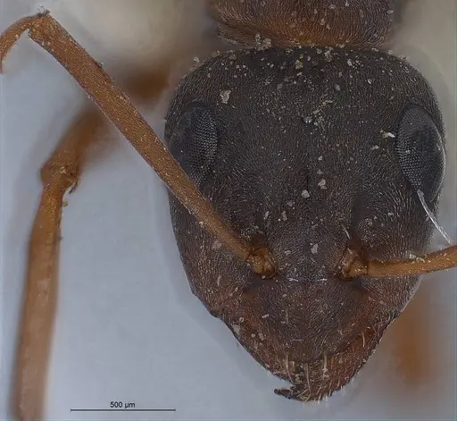 Formica cunicularia - ANTWEB1008397