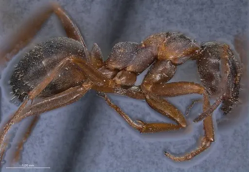 Formica cunicularia - ANTWEB1008397