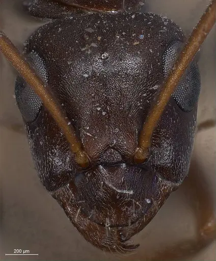 Formica cunicularia - ANTWEB1008400