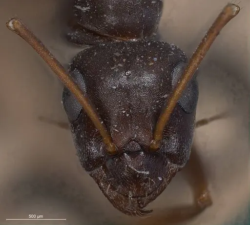 Formica cunicularia - ANTWEB1008400