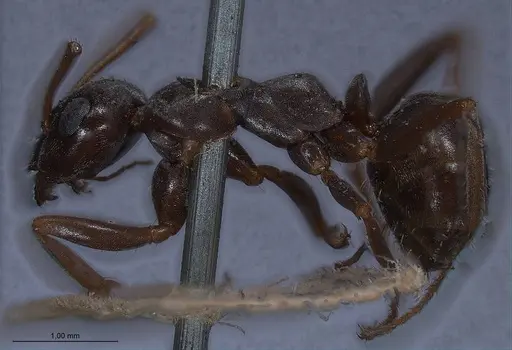 Formica cunicularia - ANTWEB1008400