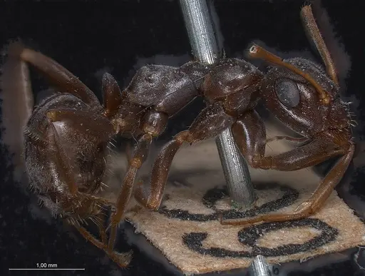 Formica cunicularia - ANTWEB1008400