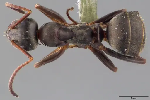 Formica cunicularia - ANTWEB1060032