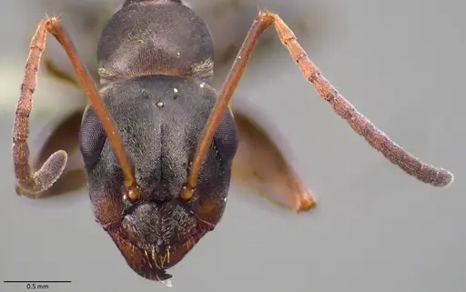 Formica cunicularia - ANTWEB1060032