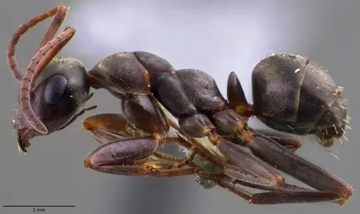 Formica cunicularia - ANTWEB1060032