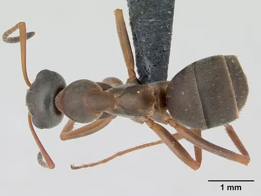 Formica cunicularia - CASENT0173175