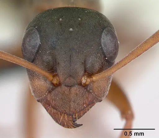 Formica cunicularia - CASENT0173175