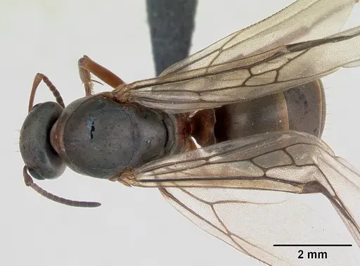 Formica cunicularia - CASENT0173176