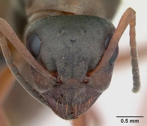 Formica cunicularia - CASENT0173176