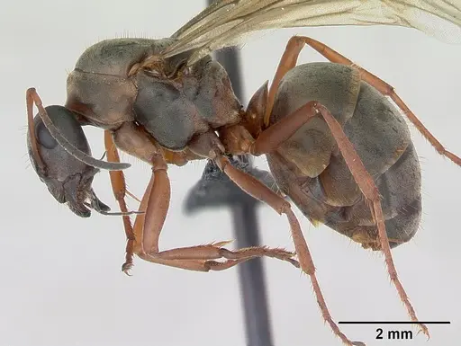 Formica cunicularia - CASENT0173176