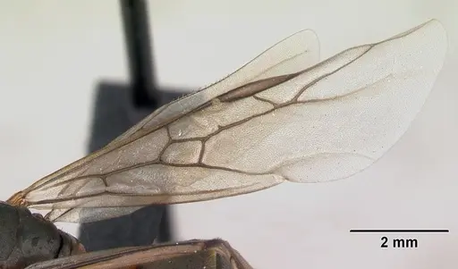 Formica cunicularia - CASENT0173176