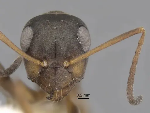 Formica cunicularia - CASENT0280384