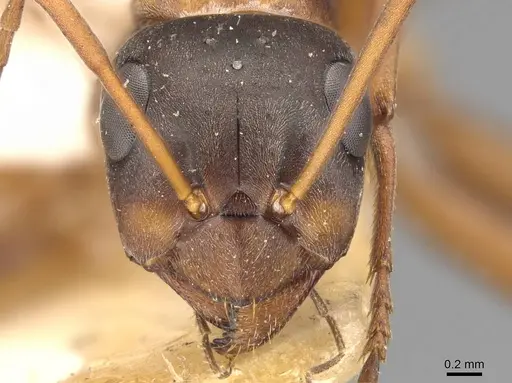 Formica cunicularia - CASENT0907601