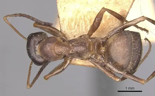 Formica cunicularia - CASENT0911071